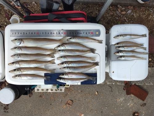 シロギスの釣果