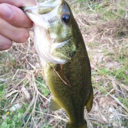 ラージマウスバス