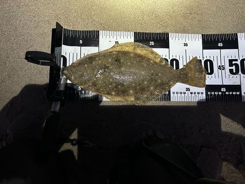 ヒラメの釣果