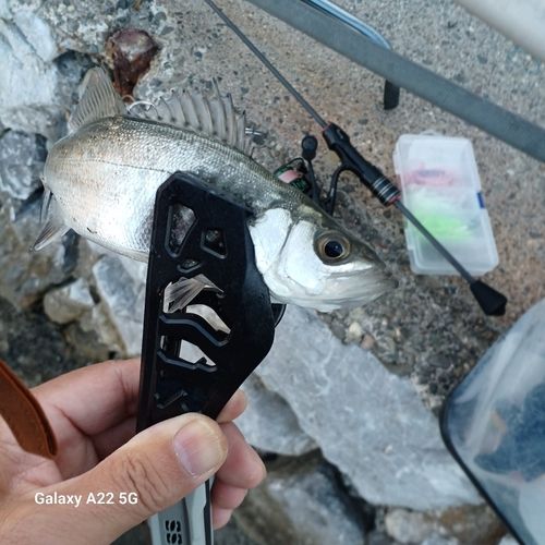 セイゴ（ヒラスズキ）の釣果