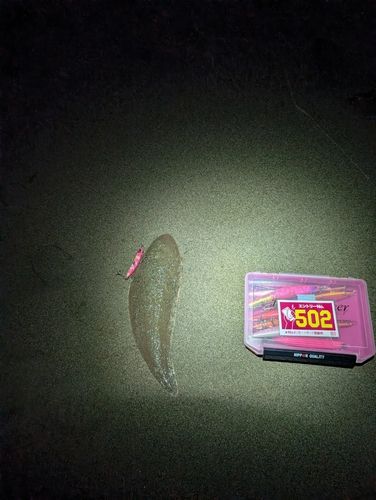 シタビラメの釣果