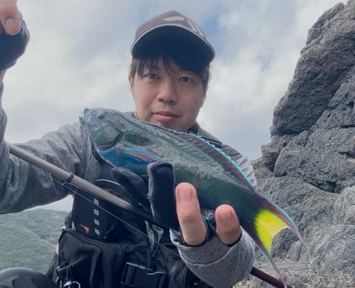 オトメベラの釣果