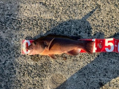 コブダイの釣果