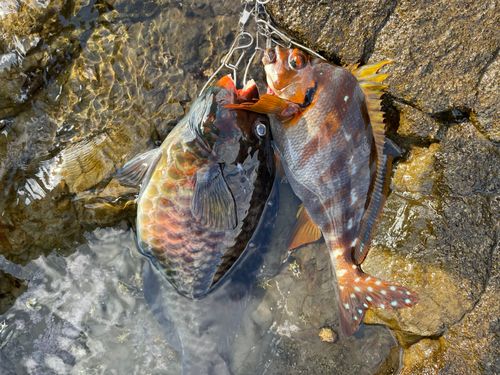 ブダイの釣果