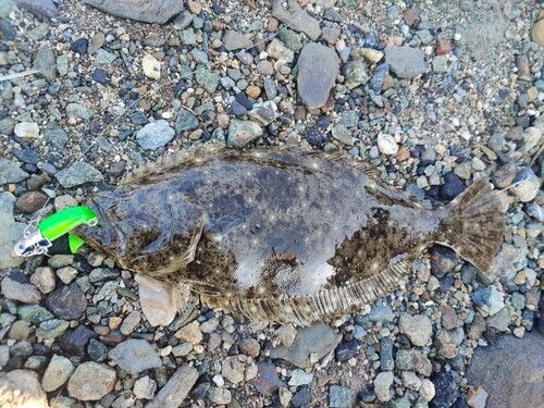 ヒラメの釣果
