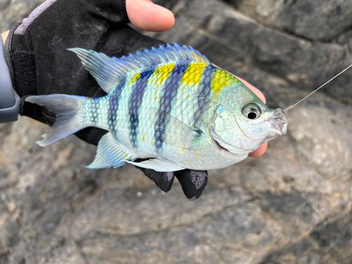 オヤビッチャの釣果
