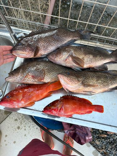 オオモンハタの釣果
