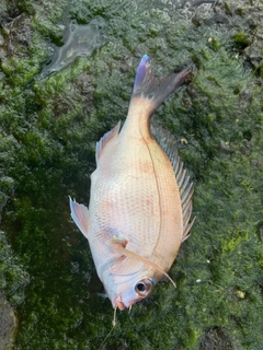 チャリコの釣果
