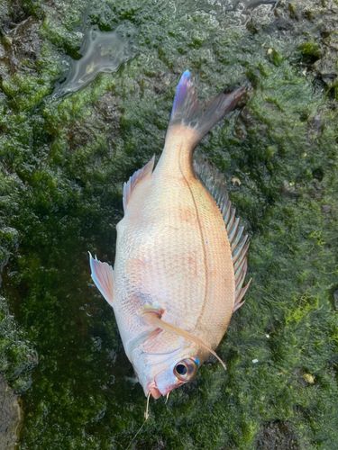 チャリコの釣果