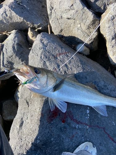 シーバスの釣果