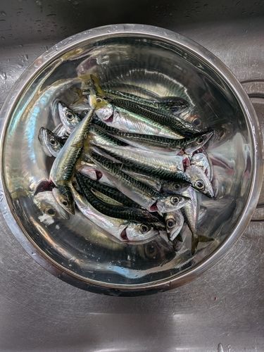 サバの釣果