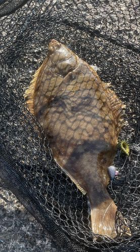 マガレイの釣果