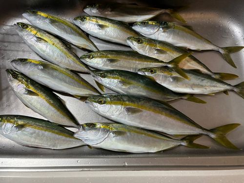 コズクラの釣果