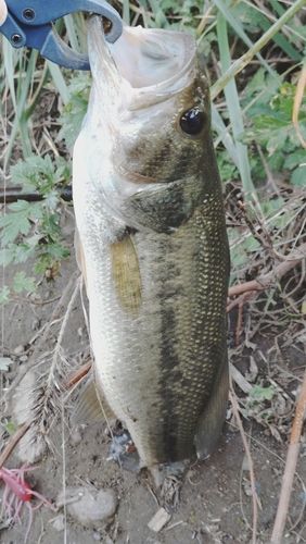 ラージマウスバスの釣果