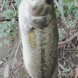 ラージマウスバス