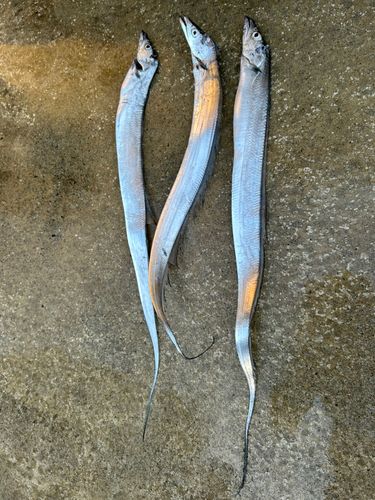 タチウオの釣果