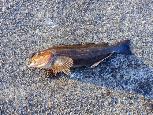 アイナメの釣果