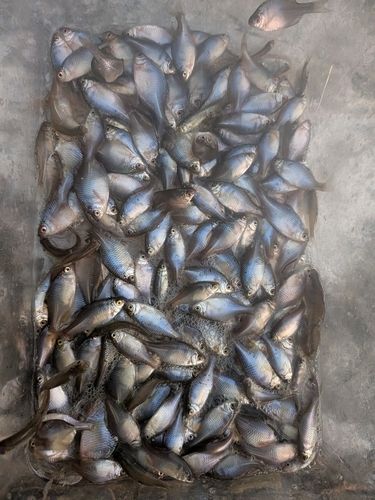 タイリクバラタナゴの釣果