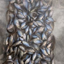 タイリクバラタナゴ