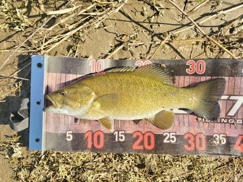 スモールマウスバスの釣果