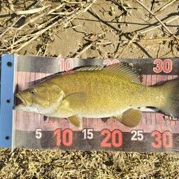 スモールマウスバス