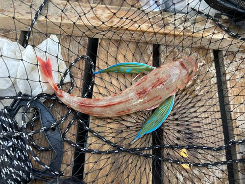 ホウボウの釣果