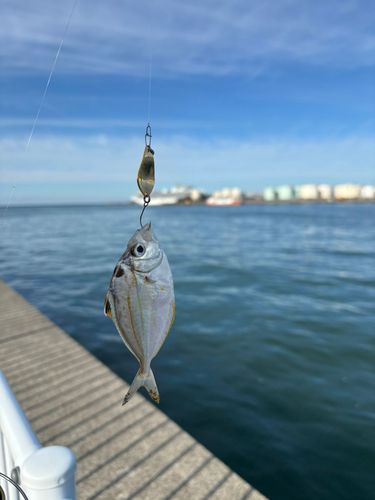 ヒイラギの釣果