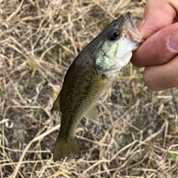 ラージマウスバス