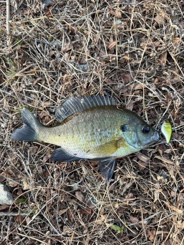 ブルーギルの釣果
