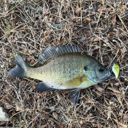 ブルーギル