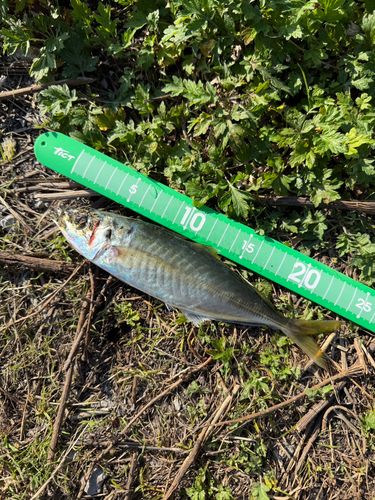 マルアジの釣果