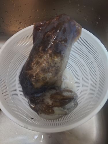 コウイカの釣果