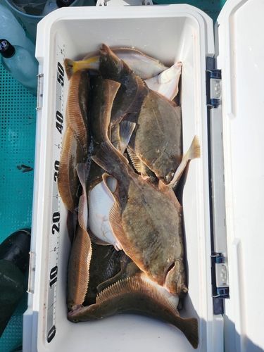 マガレイの釣果