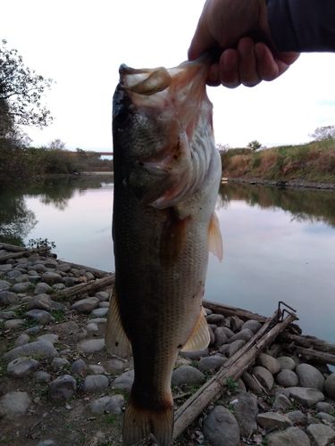 ラージマウスバスの釣果