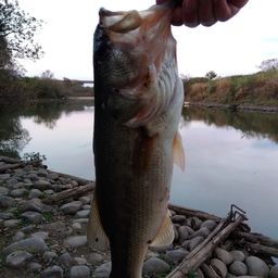 ラージマウスバス