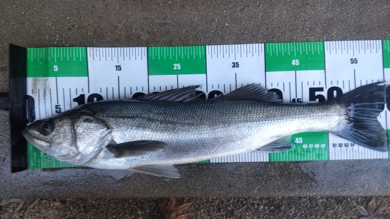 SHIMANO 21ゲーム タイプ LJ B62-1/FSの最安値・インプレ・釣果 | 本音