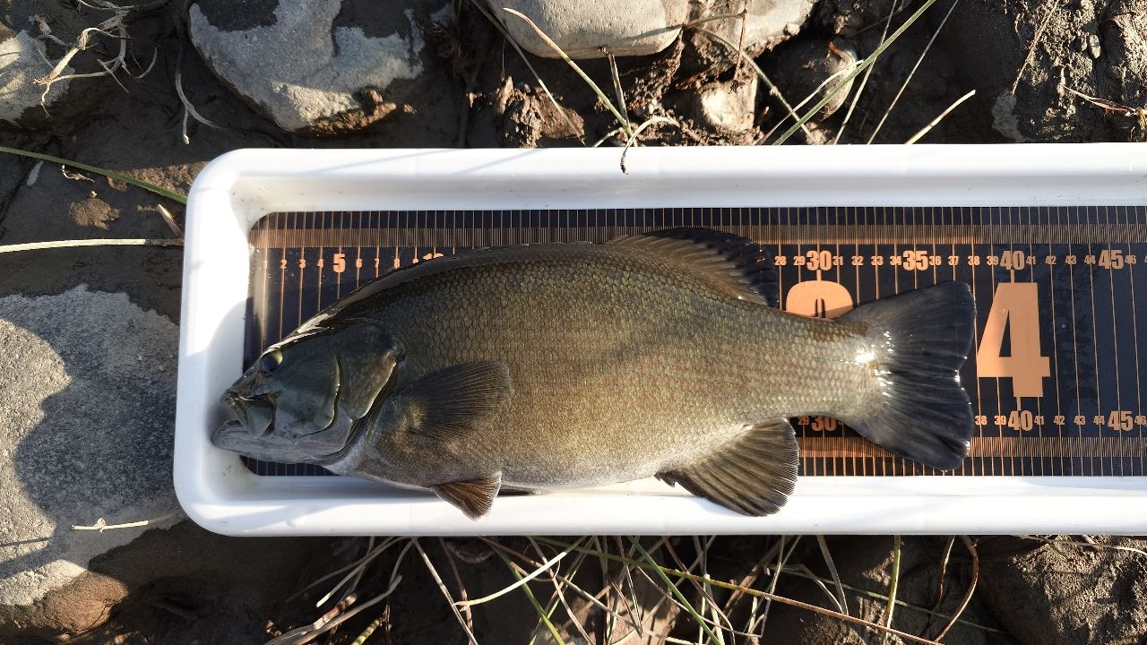 スモールマウスバス