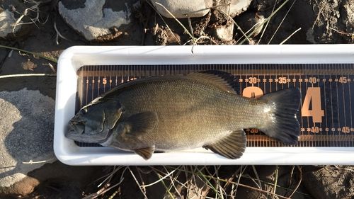 スモールマウスバスの釣果