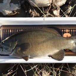 スモールマウスバス