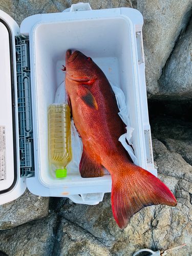 スジアラの釣果