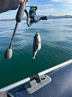 フグの釣果