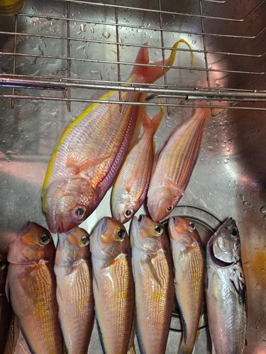 アマダイの釣果