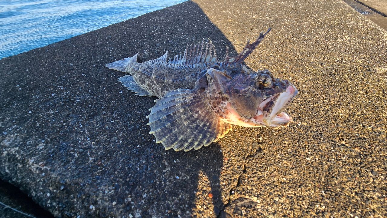 トウベツカジカ