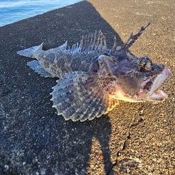 トウベツカジカ