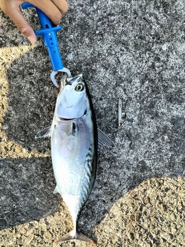 スマカツオの釣果