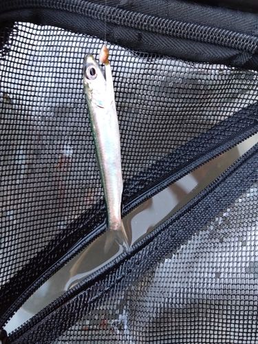 カタクチイワシの釣果