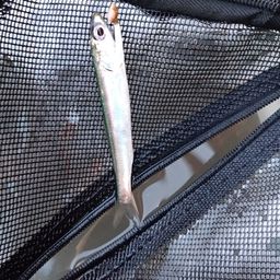 カタクチイワシ