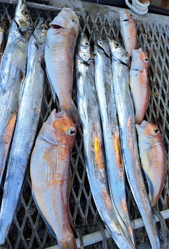 シロアマダイの釣果