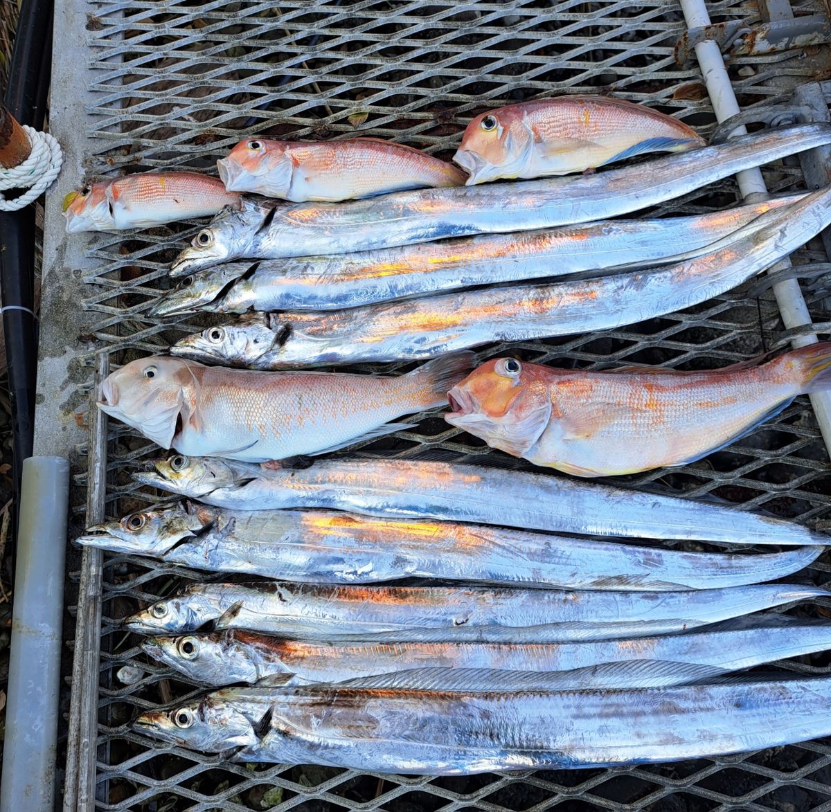 スプリングサンさんの釣果 2枚目の画像