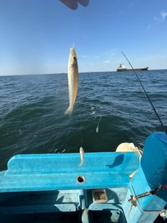 シロギスの釣果